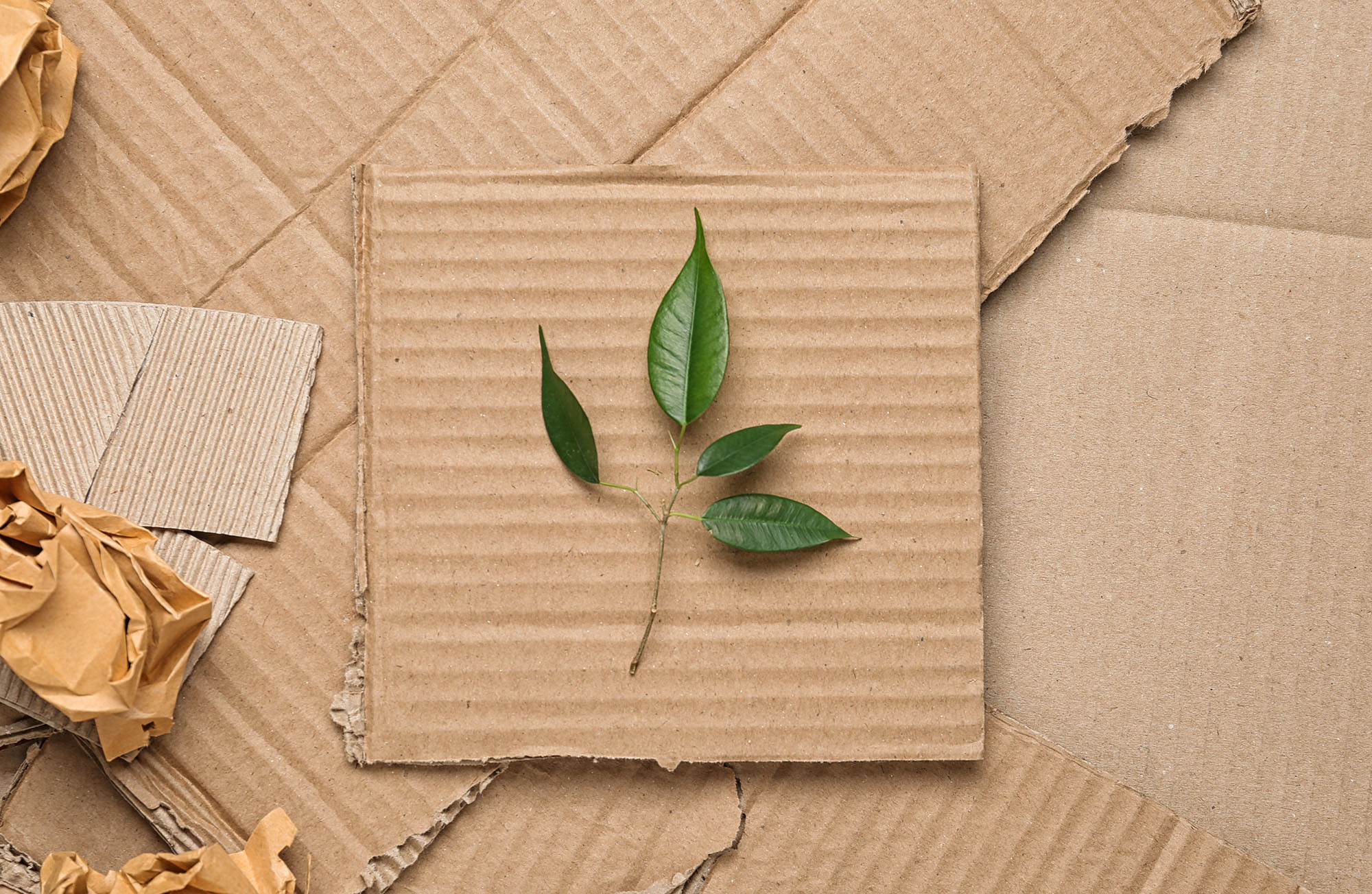 Leaf_carton_web.jpg